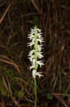 Great Plains lady's tresses